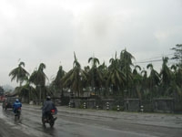 Lihatlah pohon kelapa di sepanjang jalan dr Jogja menuju Muntilan, merana.