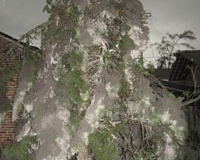 Pohon pinus tetap tegak berdiri di depan Biara Aspi Van Lith Muntilan meskipun diguyur hujan abu
