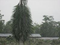 Sebuah pohon palm di pinggir jalan yang semua dahannya patah
